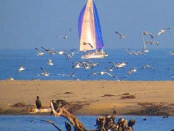 A colorful sailboat glides on blue water while seagulls fly above a sandy shoreline.