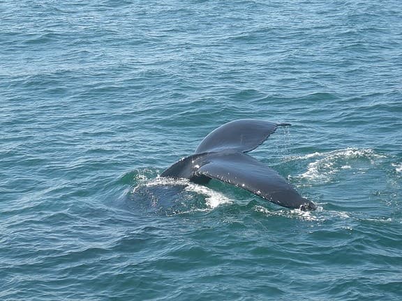 A whale's tail emerging from the water.