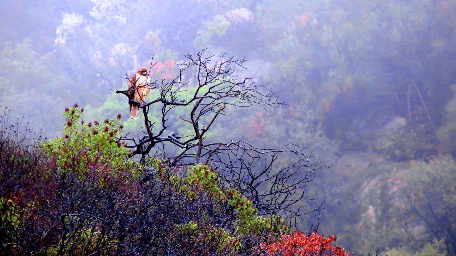 A hawk perched on a bare branch against a misty, colorful landscape.