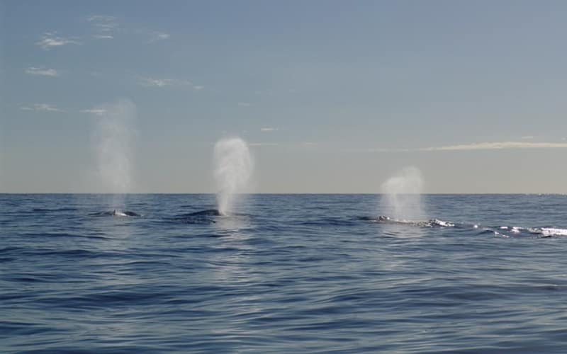 Three plumes of water spout from the ocean, indicating the presence of whales. Three plumes of water spout from the ocean, indicating the presence of whales.