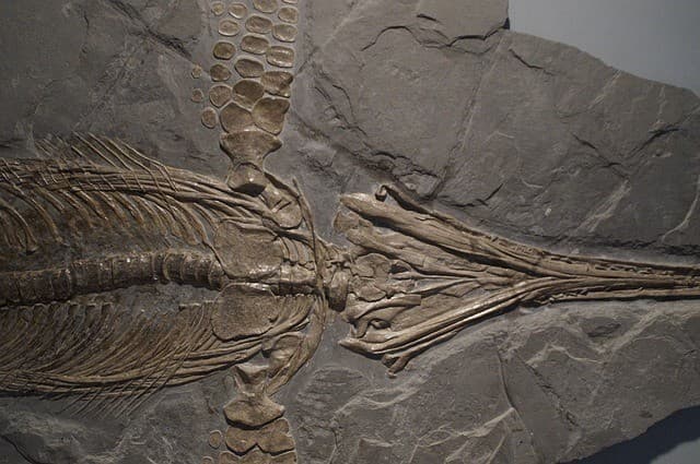 A well-preserved fossil of a marine reptile displayed on a stone slab.