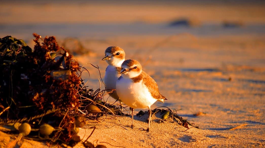 Two small shorebirds stand on a sandy beach near seaweed and driftwood.