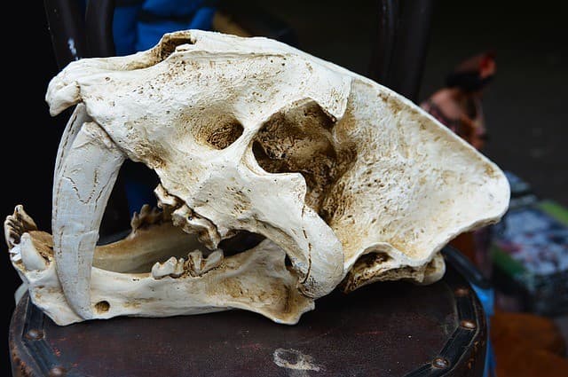 A weathered animal skull displayed on a wooden surface.