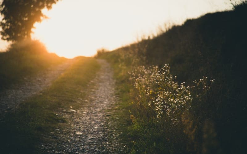 A sunlit gravel path lined with wildflowers at sunset.