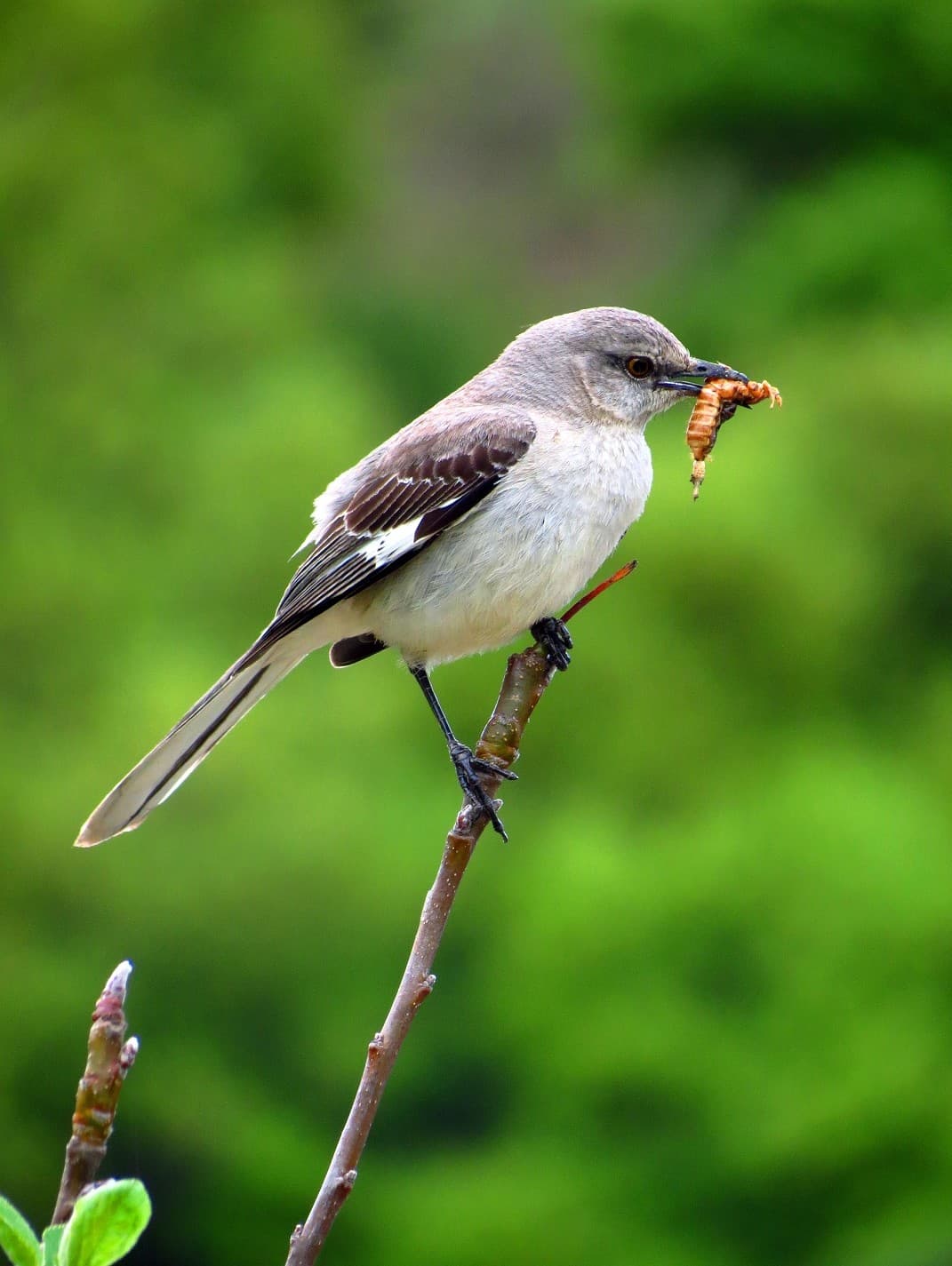 A bird perched on a branch holds an insect in its beak against a blurred green background.