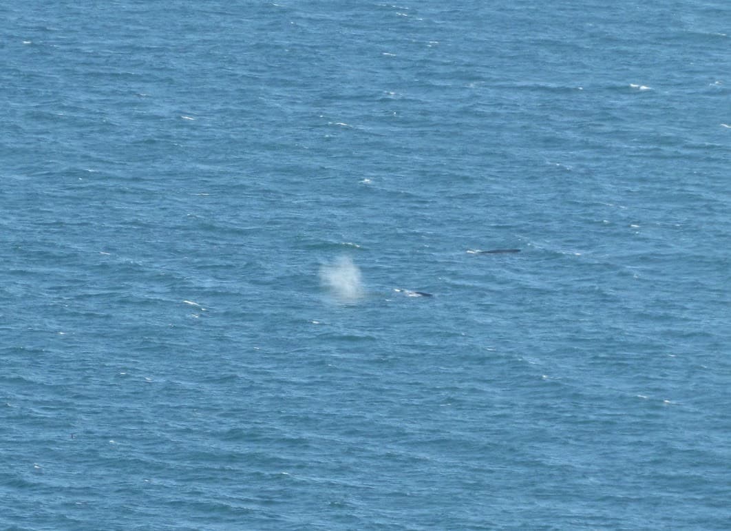 A spout of water is seen rising from the ocean surface, indicating the presence of a whale.