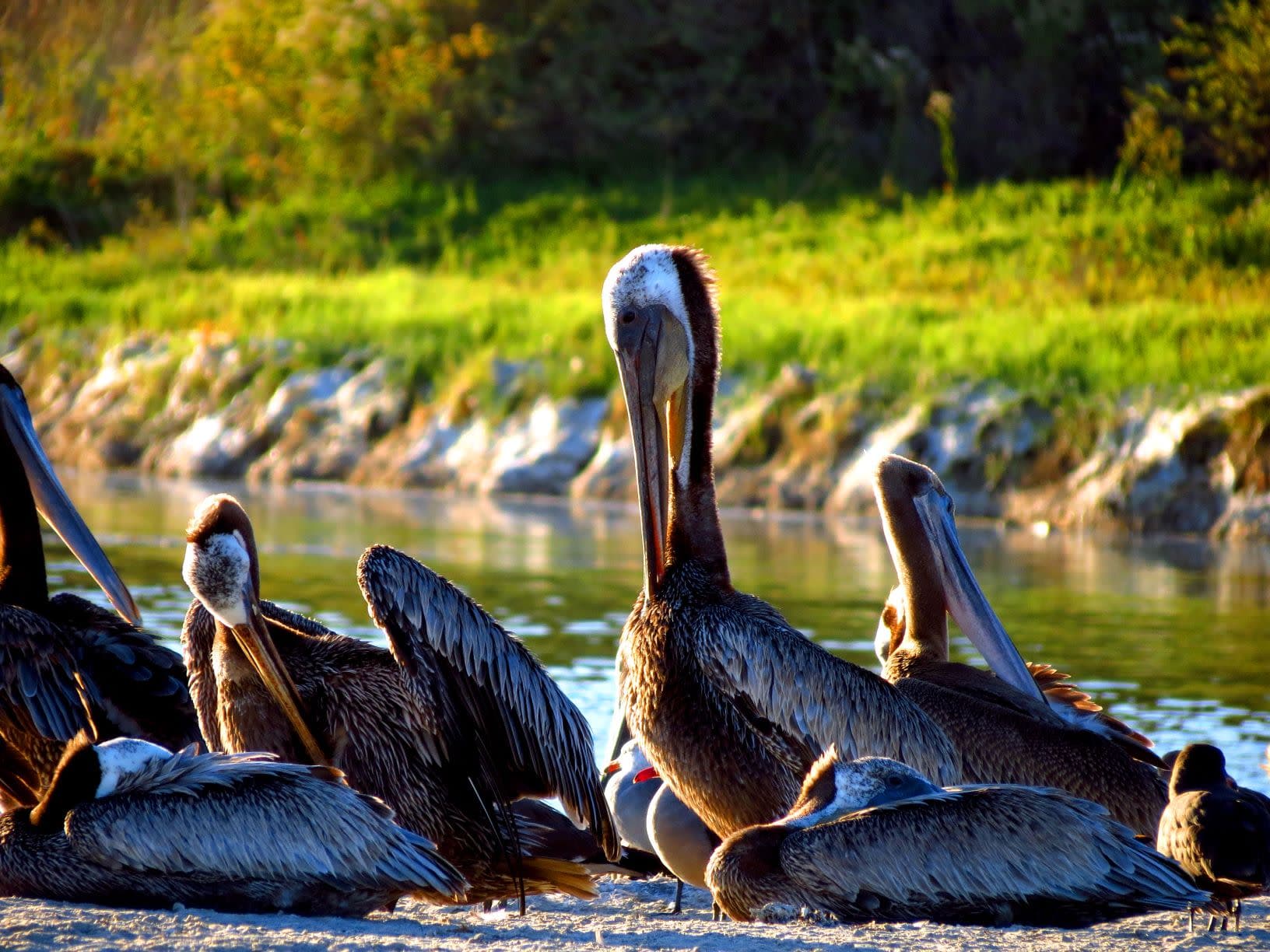 A group of pelicans resting by the water's edge.