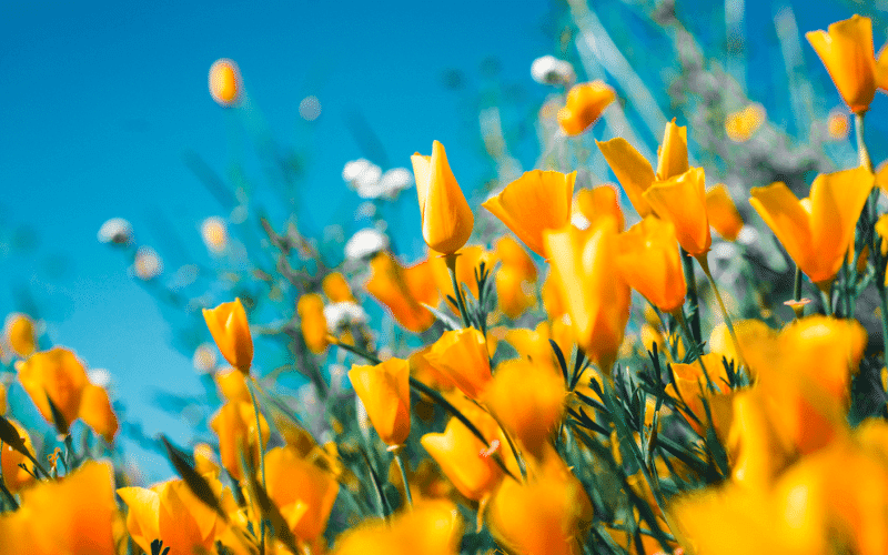 A vibrant field of yellow flowers under a clear blue sky. A vibrant field of yellow flowers under a clear blue sky.