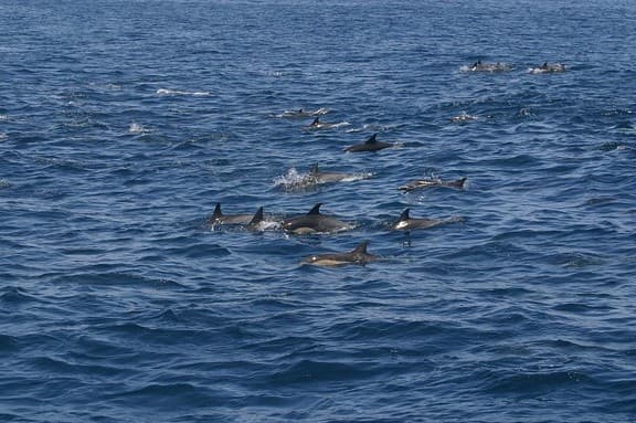 A pod of dolphins swimming in the ocean.