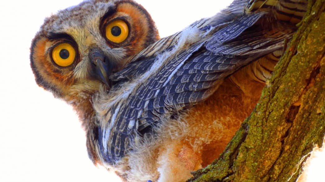 A young owl with large yellow eyes gazes curiously from a tree branch.