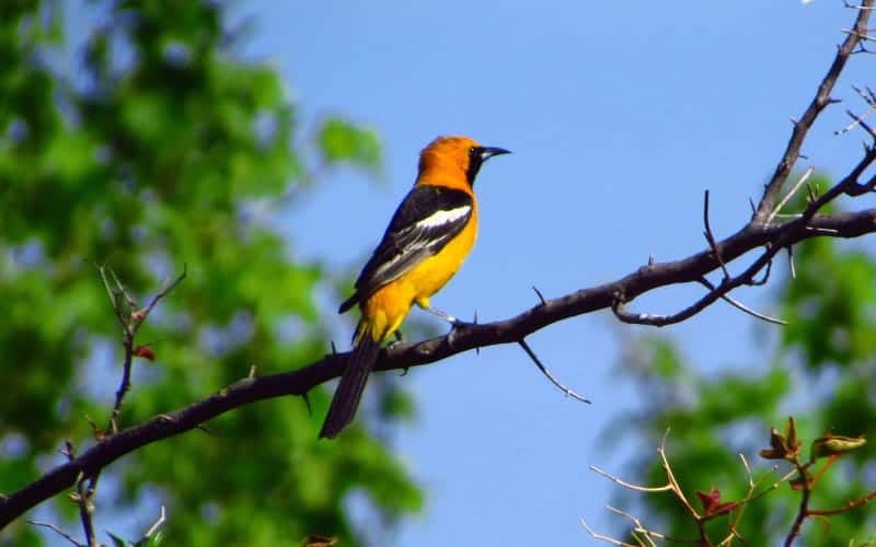 A vibrant orange and black bird perched on a branch against a blue sky.