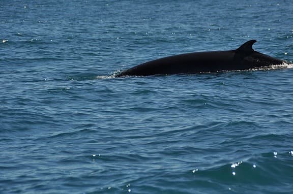 A black whale fin emerges from the calm blue water.