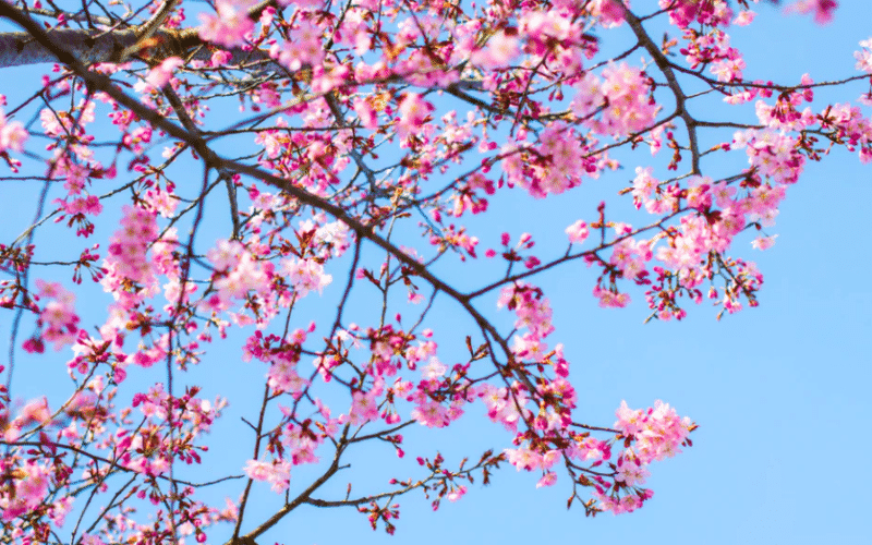 Cherry blossom branches against a clear blue sky. Cherry blossom branches against a clear blue sky.