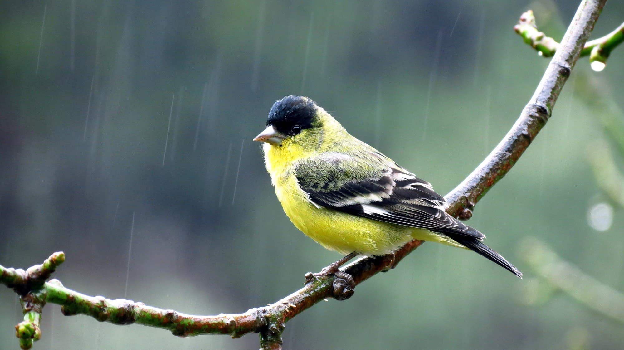 A yellow bird perched on a branch in the rain.