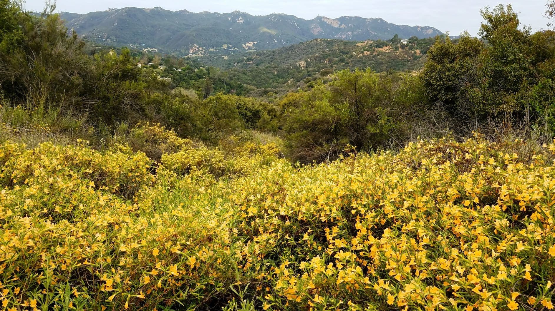 A vibrant field of yellow flowers stretches towards a mountainous landscape.