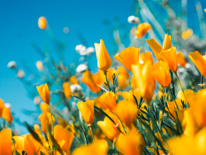 5 Places to See the Wildflowers in L.A., Near Topanga, Topanga Canyon Inn